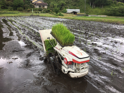 自然栽培（農薬不使用、有機・化学肥料不使用）　コシヒカリ玄米5kg　令和4年　岐阜県産