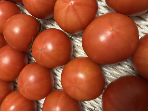 【すぐに出荷】【旨トマト3kg】お買い得☆ジューシーで旨味あるトマト！サラダやパスタにも！（２０～４５玉）