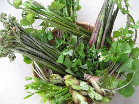 天然山菜セット