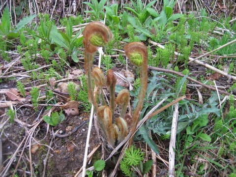 天然山菜セット