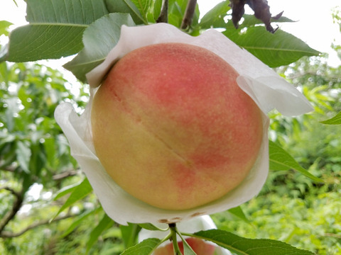 無農薬栽培の「美味しい桃」 / 和歌山県産 / 小箱 （約5〜8個 / 約2kg）