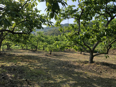 数量限定【お得用1.2kg】味、香り、絶品！！ほっぺのおちる栗『サイズランダム』(熊本県産)