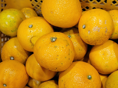 【八朔(はっさく) 訳あり 8kg】傷 青み多め