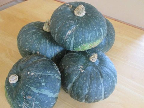 【自然栽培】ホクホクで甘い 北海道産 大玉かぼちゃ 3～4kg