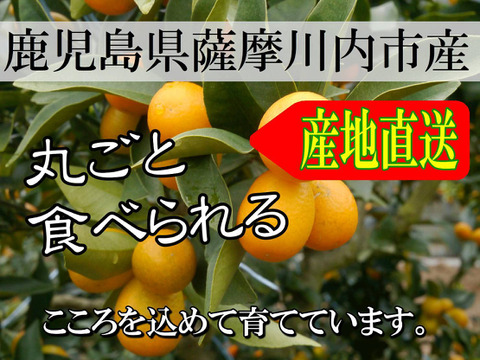 【金柑バラエティセット】生でガブっと完熟ハウスきんかんパック（450g）、金柑甘露煮（550g）