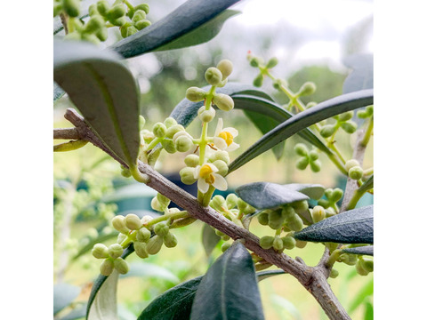 オリーブ 鉢植え 「アルベキナ」 シンボルツリー 観葉植物