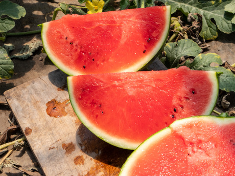 開発20年!? 「種」が新食感!! "蜜感あふれる"『ぷちっと』（1玉：約4人分）【数量限定のため6月5日まで出荷】