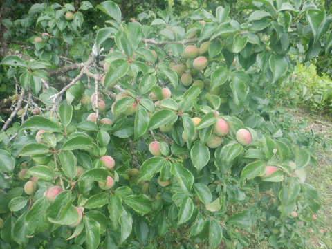 鳥取県産　樹上完熟・自然落下の梅（栽培期間中農薬・肥料不使用）