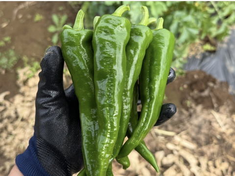 【新鮮】万願寺とうがらし 2kg
