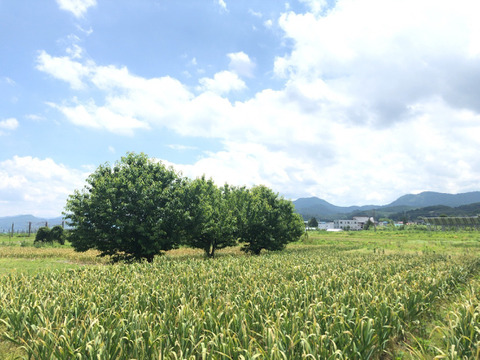 【発売記念特別セール!!】青森県のにんにく農家が本気出して作った「にんにく七味」ボトルと詰め替え用袋１セット【宅急便】