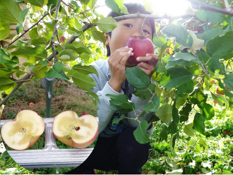 【奇跡のミツ入り！】こうとく　約1.7キロ　葉とらず　家庭用　JA基準より60％減の低農薬栽培