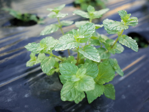 採れたて！新鮮スペアミント 100g 【農薬化学肥料不使用】