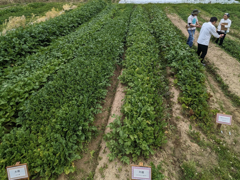 見た目からは想像できないやわらかさと甘さ！ホテルで使われている黒丸大根