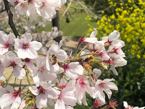 国産生はちみつ【菜の花・桜】500g