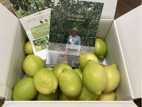 【レモン島からお届け♪】もぎたてグリーンレモン◎ワックス•防腐剤•防カビ剤不使用3kg