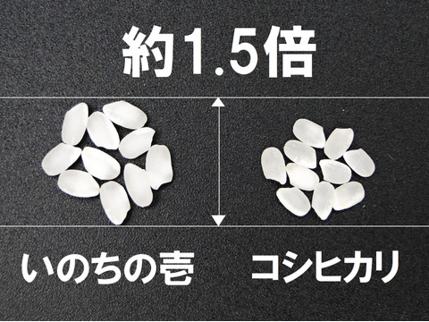 日本一大粒米・特別栽培・玄米】令和6年産 福井県産いのちの壱 日本一大粒米・特別栽培・玄米】令和6年産 福井県産いのちの壱