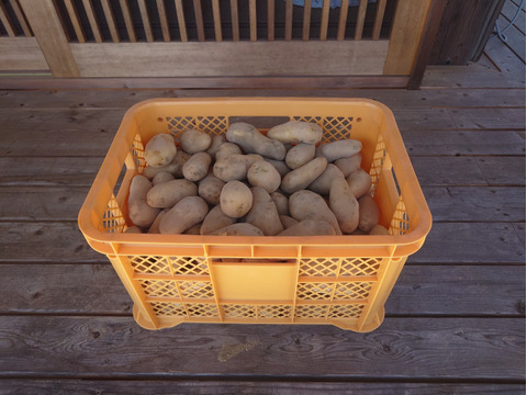 自然栽培　メークイン　箱込　２ｋｇ