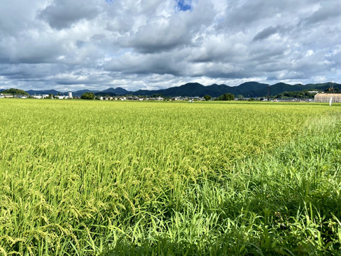 【令和6年新米】♣️もちもち派がハマるお米「夢ごこち」
京都・京丹後峰山産　特別栽培米　10 ㎏　玄米　 (希望者精米無料)