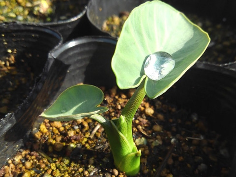 ＜うんまい！＞さといも【１４ｋｇ】