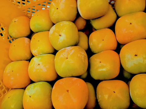 【たねなし柿】果汁たっぷりまろやかな甘さ　18～26個（約5kg）