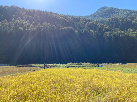 令和７年新米🍙自然栽培コシヒカリ【夢あかり】胚芽米5㎏　“未来へつなげる 笑顔のやさしいほっこり芳醇な味わいの『小里米』”　農薬・肥料ともに不使用！