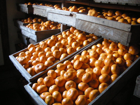 【貯蔵みかん】静岡県産　寿太郎みかん　5kg   農家直送　訳あり　家庭用　美味しいみかん
