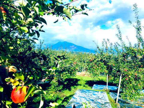 【冬ギフト】青森県産 約３キロ 季節の樹上完熟りんご詰め合わせセット【上実贈答用】