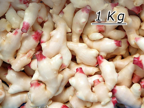 産直！新鮮！真っ白で柔らかい新生姜 １ｋｇ 高知県産