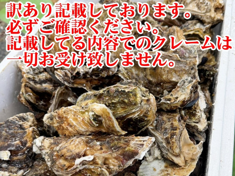 5kg 海から水揚げしたままの牡蠣【要説明確認】生食用 ムール貝 アカザラガイ 手間のかかる牡蠣です 生牡蠣 牡蛎 kaki oyster 松島牡蠣屋 かき カキ 半分程度は不要なゴミが出ます BBQ