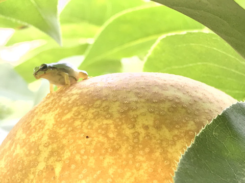 【まるで梨ジュース‼️王秋梨】贈答用約2.2kg(大玉2~4個)✨上品な甘さでとってもジューシー💦 クセになるシャリシャリ食感‼️洋梨のような縦長のユニークな形🍐日持ちの良さは梨1番‼️