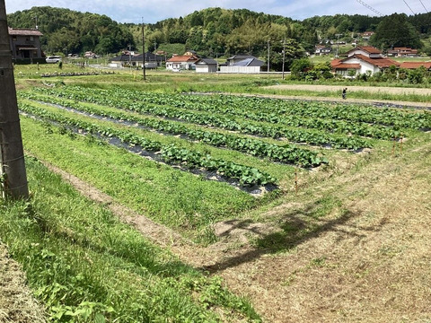 ホクホクとねっとりのいいとこどり！カボチャ「グラッセ」3個3.3Kg 節減対象農薬：栽培期間中不使用