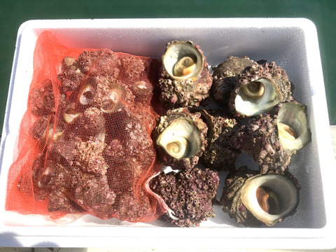 間もなく終了 サザエ大サイズ1kg ニナ貝1kgセット 山口県産 食べチョク 農家 漁師の産直ネット通販 旬の食材を生産者直送