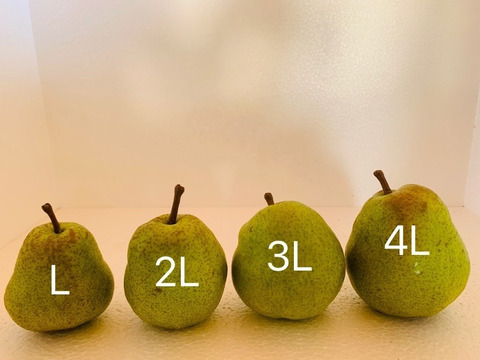 【限定５箱】食べ頃出荷‼️山形特産ラフランス【大玉2キロ満杯詰】