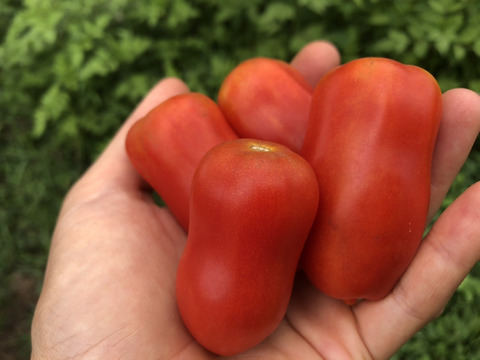 旨味たっぷりサンマルツァーノトマト【1.5Kg】