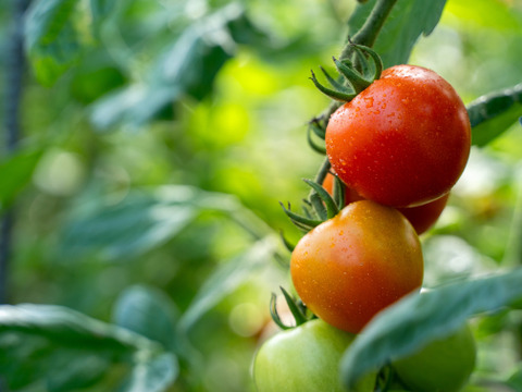 濃い旨味！北海道壮瞥町産中玉トマト　ラビットゴッホ約1.6kg