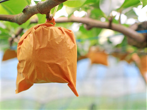 【樹上完熟】南国土佐 完熟新高梨２ｋｇ（４〜６玉）ご家庭用 農薬不使用 自然栽培 四万十産