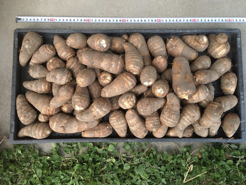 自然栽培　里芋（土垂）５kg　M～3Lサイズ　¥600/kg　岐阜県産