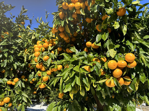 長崎県産訳あり伊木力系温州みかん5Kg