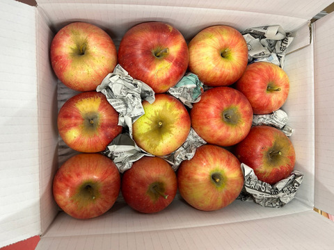 まるせい果樹園の紅玉　3ｋ　訳あり　家庭用　自家用　加工用 rk5