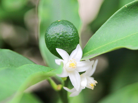 【加工用】南国土佐 完熟金柑お試し１ｋｇ 大小混合サイズ 農薬不使用 自然栽培 四万十産
