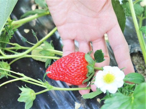 【15g×2袋】無添加シンプル★完熟いちごのドライいちご★土耕栽培×完熟の美味しさ・甘酸っぱさ凝縮！