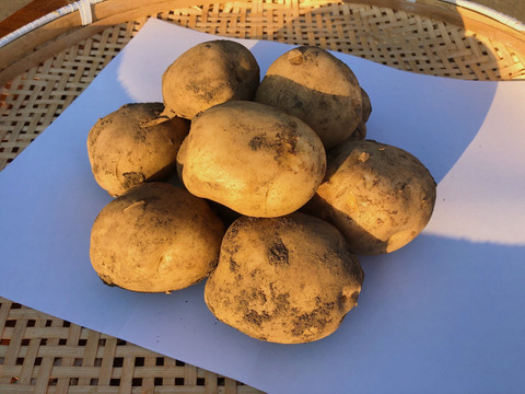 【ほくほく新じゃが】ギュッと旨みの詰まった新じゃがいも(男爵)5kg