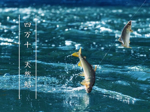 【最高級】日本最後の清流四万十川の天然鮎 Ｌ～ＬＬサイズ６００ｇ(４～６匹)