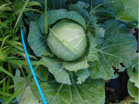 【訳有❗❗】ムキムキでゴチゴチしたキャベツ！100ｻｲｽﾞ4〜6玉入り　（内容量約8キロ）