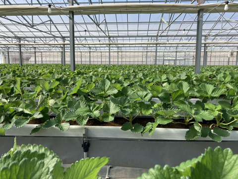 完熟よつぼし☆２トレイ（４０粒入り）