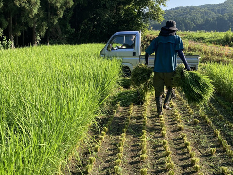 米農家の稲わらの縁起物飾り【福の酉】‐2026‐【ゲン担ぎ福袋】