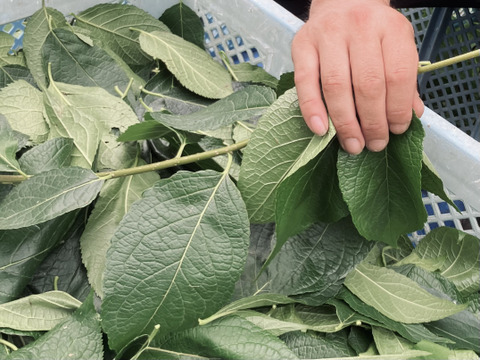 ほんのり甘い、長野県箕輪町の杜仲茶（30包×3パック）アルプスが育む、心とからだを整える、ノンカフェインティー