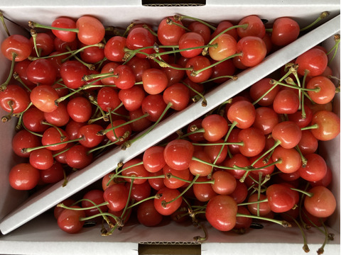 🍒さくらんぼ佐藤錦🍒訳あり家庭用　1キロ