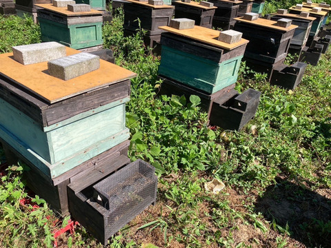 【ケンポナシ･烏山椒】500g×2本セット　国産はちみつ【非加熱･無添加】人気の２種類です