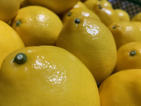 お得な限定セット‼️特大八丈レモンと明日葉